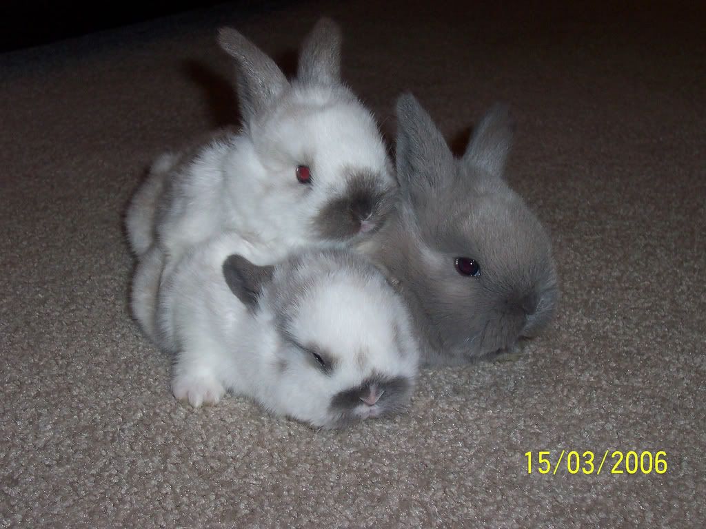 https://i198.photobucket.com/albums/aa178/Funky_Finny/1238104348582.jpg