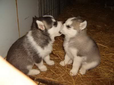 https://i198.photobucket.com/albums/aa178/Funky_Finny/Cute-animals0045.jpg