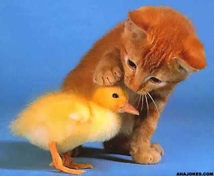 https://i198.photobucket.com/albums/aa178/Funky_Finny/catduck.jpg