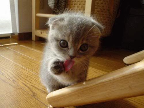 https://i198.photobucket.com/albums/aa178/Funky_Finny/cute-animals-13.jpg