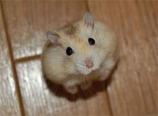 https://i198.photobucket.com/albums/aa178/Funky_Finny/cute-animals-part-3.jpg