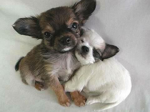 https://i198.photobucket.com/albums/aa178/Funky_Finny/cute-animals001.jpg