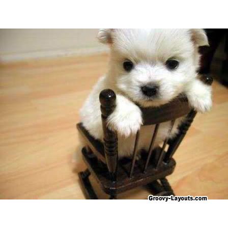 https://i198.photobucket.com/albums/aa178/Funky_Finny/cute_animals.jpg