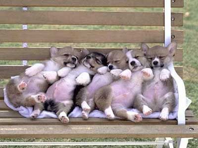 https://i198.photobucket.com/albums/aa178/Funky_Finny/cute_animals5.jpg