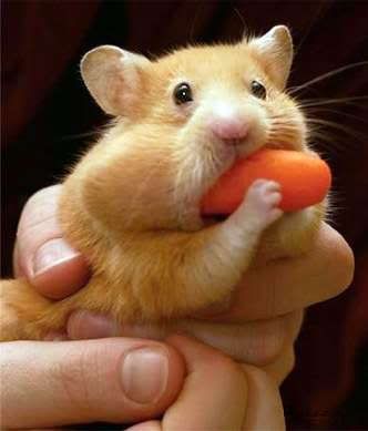 https://i198.photobucket.com/albums/aa178/Funky_Finny/cute_animals6.jpg