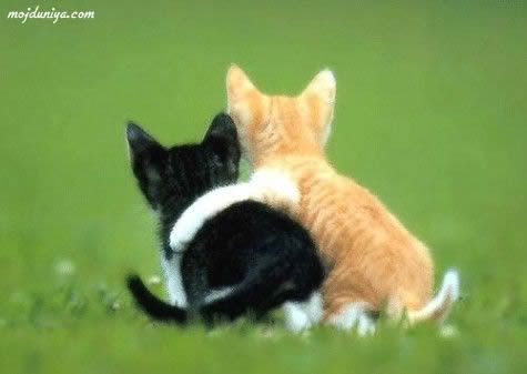 https://i198.photobucket.com/albums/aa178/Funky_Finny/cute_animals_14.jpg