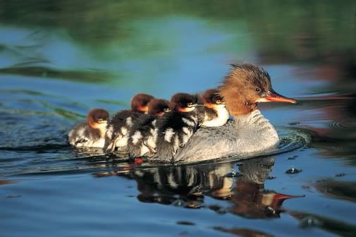 https://i198.photobucket.com/albums/aa178/Funky_Finny/cute_ducklings.jpg