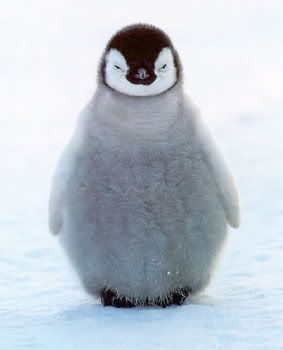 https://i198.photobucket.com/albums/aa178/Funky_Finny/cuteanimal02.jpg