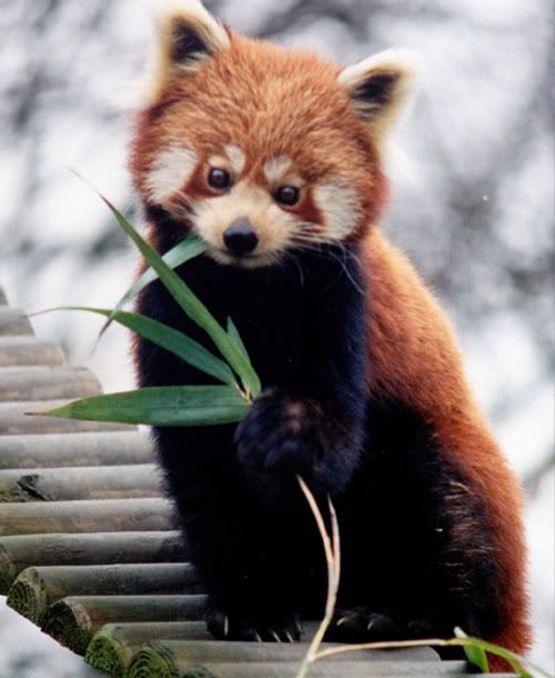 https://i198.photobucket.com/albums/aa178/Funky_Finny/red-panda.jpg
