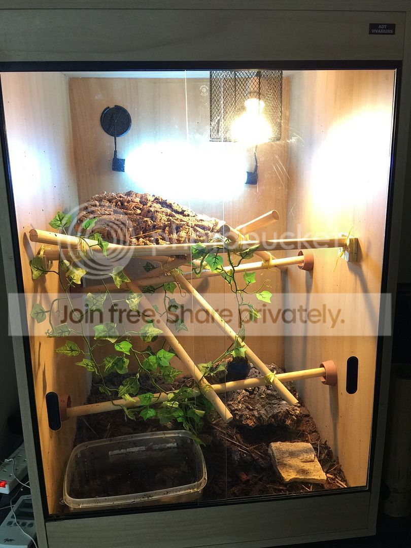 SW England - roughneck monitor | Reptile Forums