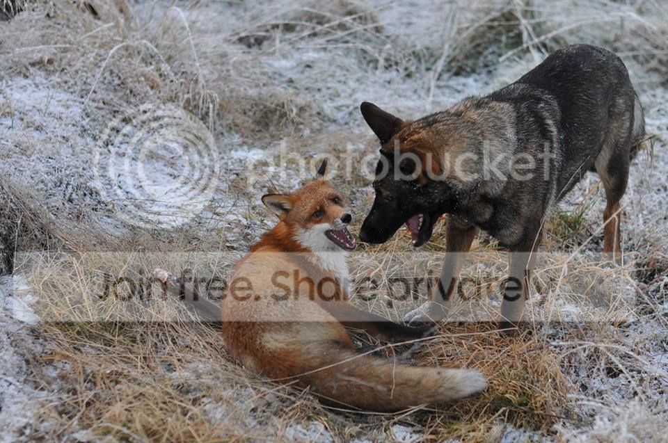  photo dm2LEynU9Ws_zpsaf4dda00.jpg