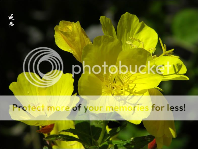 《余文花园》d·月见草 - 西部落叶 - 西部落叶 噢!周围如此多的朋友