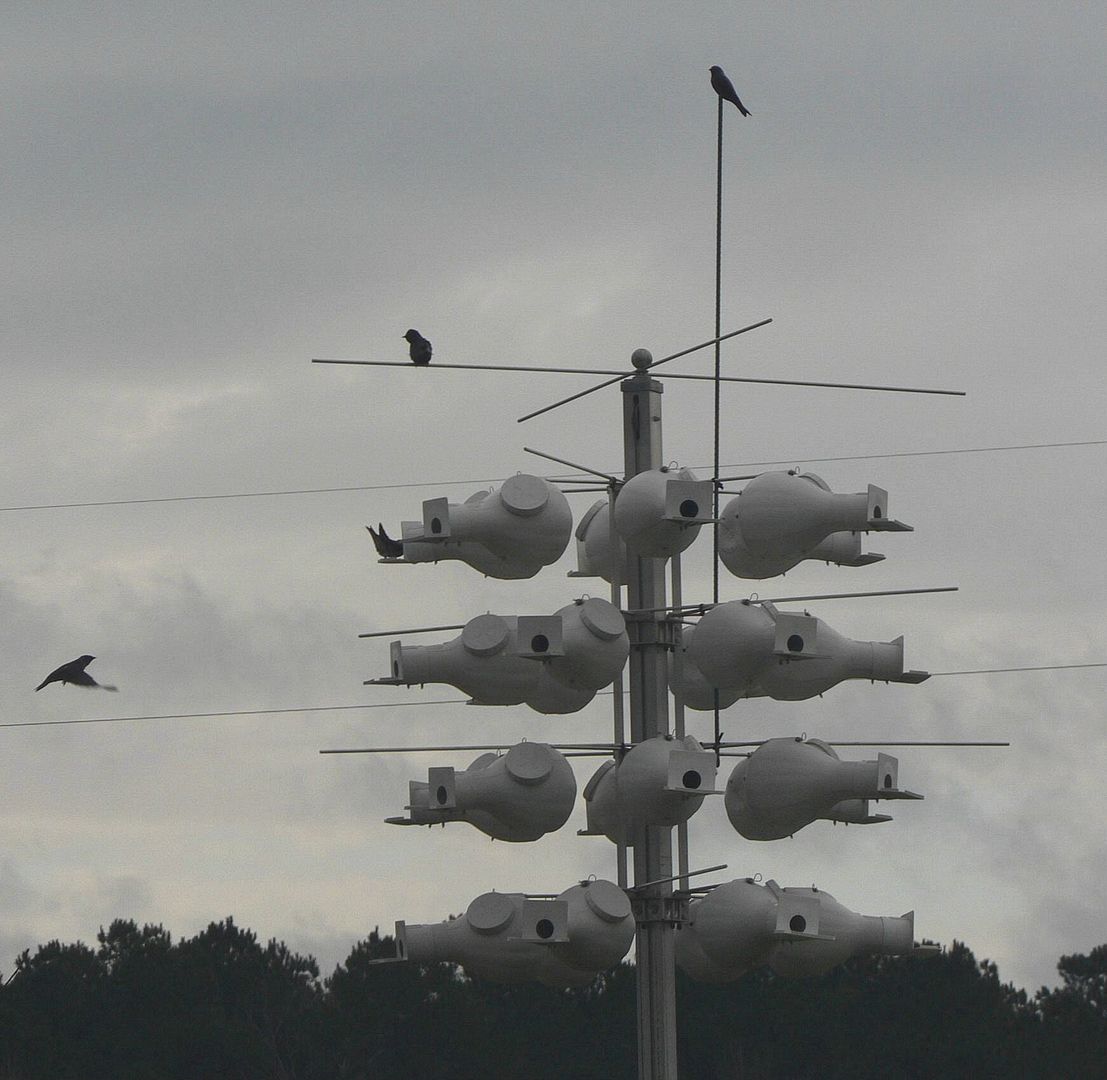 purple martin forums purple martin forums