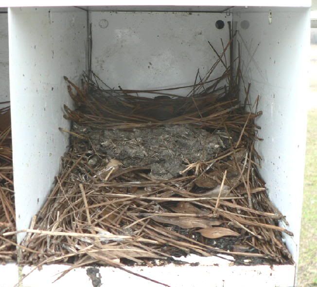 Top 94+ Pictures Birds That Build Mud Nests In Georgia Stunning