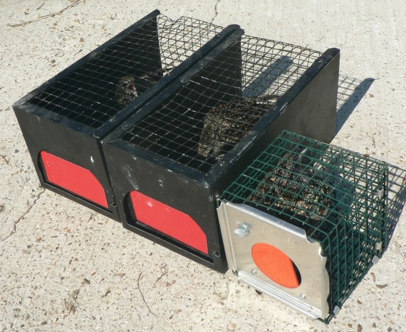 My Early Starling Trapping Program Has Begun - Purple Martin Forum Sparrow Traps For Purple Martin Houses